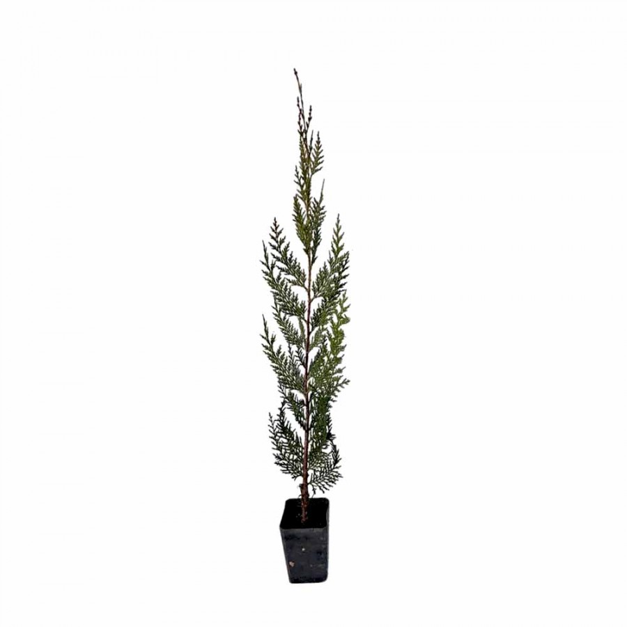 Chiparos Leylandii 70-80 cm