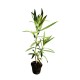 Leandru Luteum Plenum Floare Tripla 20-50 cm