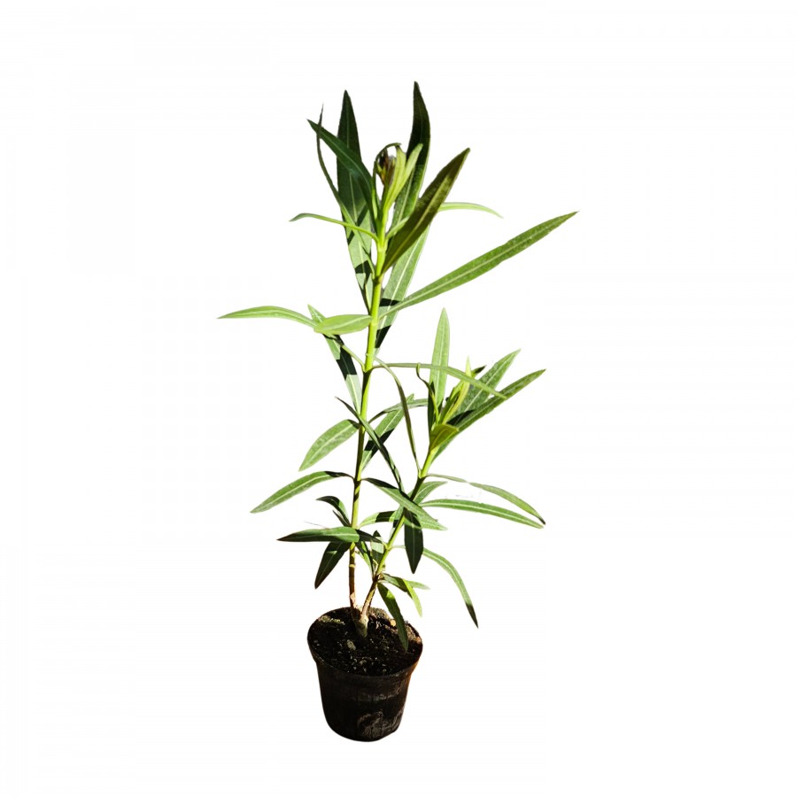 Leandru Luteum Plenum Floare Tripla 20-50 cm