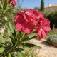 Leandru Tamoure Floare Dubla 20-50 cm