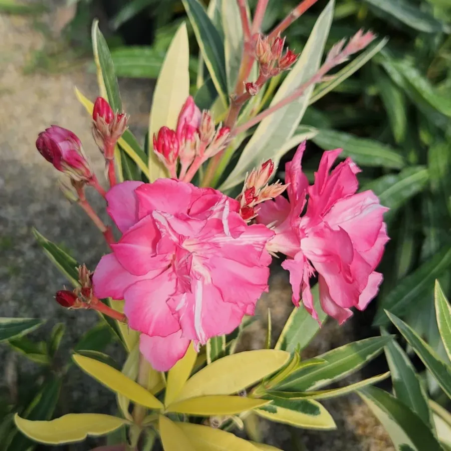 Leandru Splendens Variegat Floare Dubla 20-50 cm