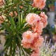 Leandru Provence Floare Dubla 20-25 cm