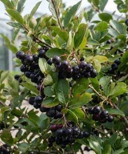 Aronia Nero