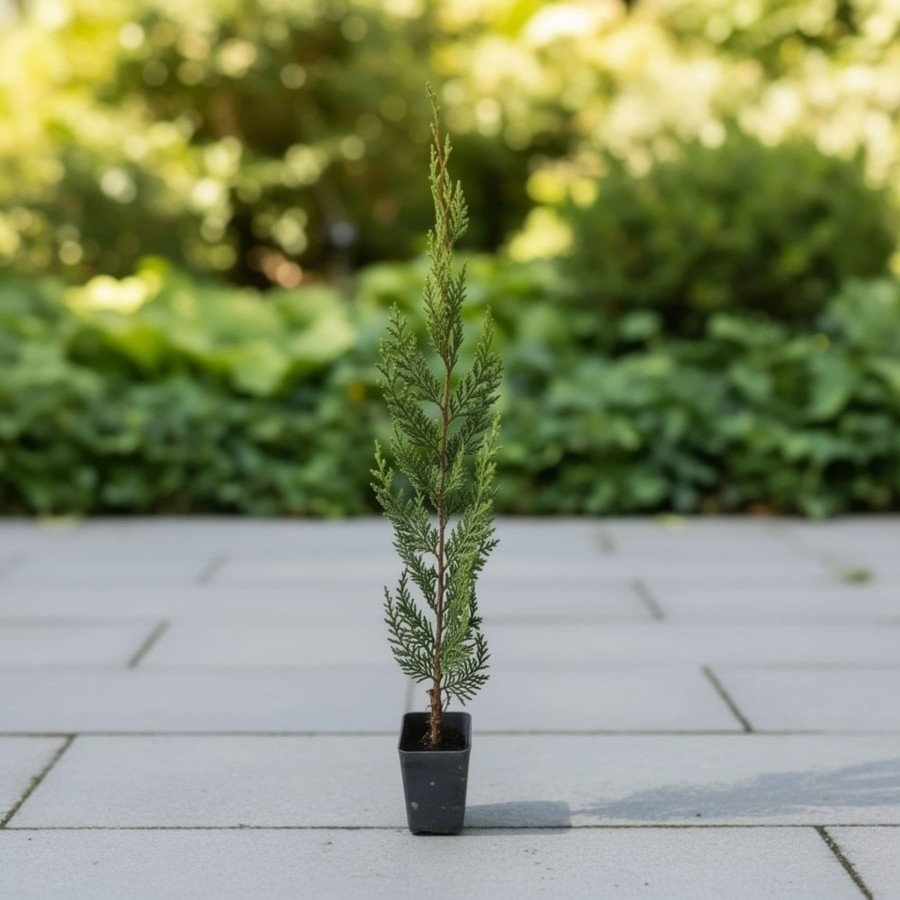 Chiparos Leylandii 60-80 cm