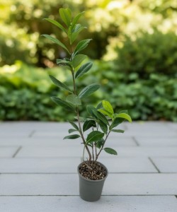 Laur Englezesc 20 - 40 cm