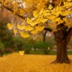 Ginkgo Biloba