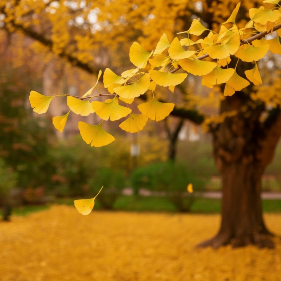 Ginkgo Biloba
