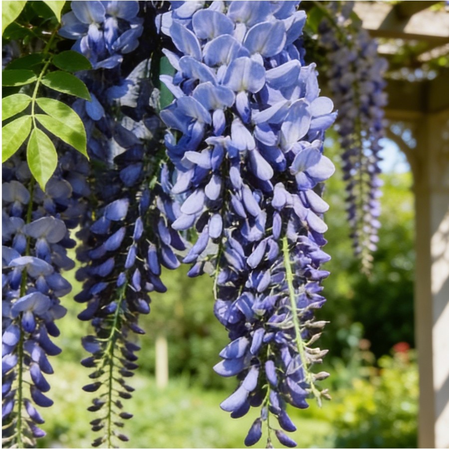 Glicina Albastra (Wisteria Sinensis Prolific)