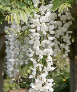 Glicină Albă (Wisteria brachybotrys)