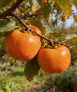 Kaki Mela (Radacina Libera)