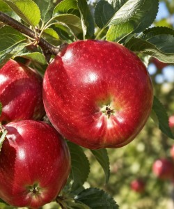 Măr Red Delicious