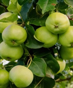 Măr Granny Smith