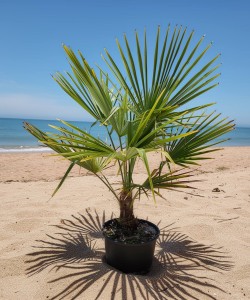 Palmier Trachycarpus Fortunei 50 - 80 cm