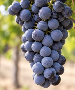 Viță de Vie Merlot
