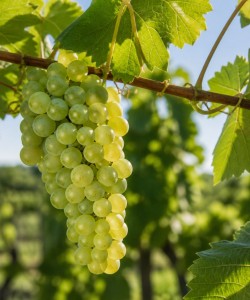 Viță de Vie Sauvignon Blanc